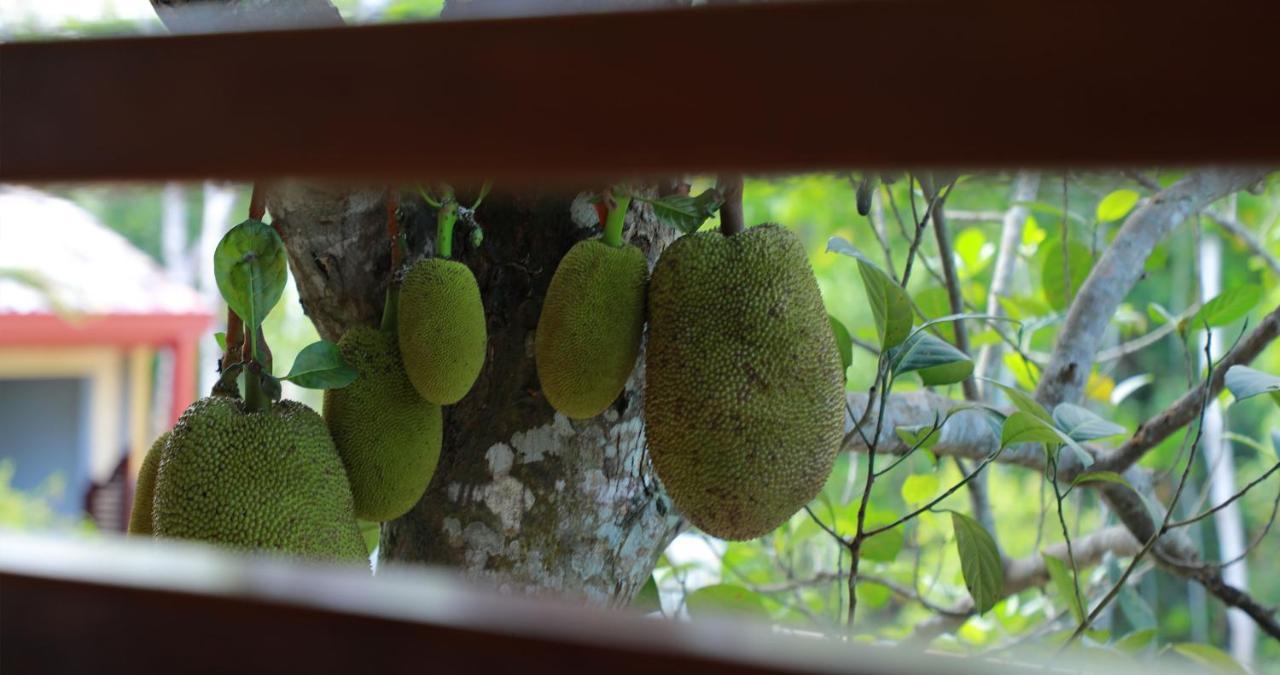 ווליגאמה Terrace Garden Ayurveda Resort מראה חיצוני תמונה