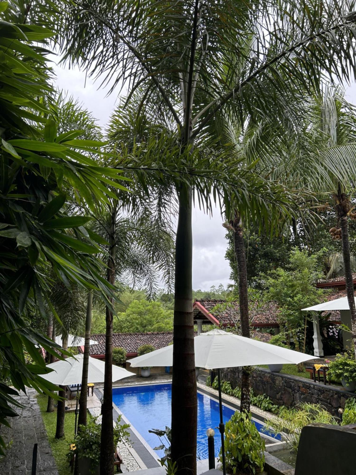 ווליגאמה Terrace Garden Ayurveda Resort מראה חיצוני תמונה